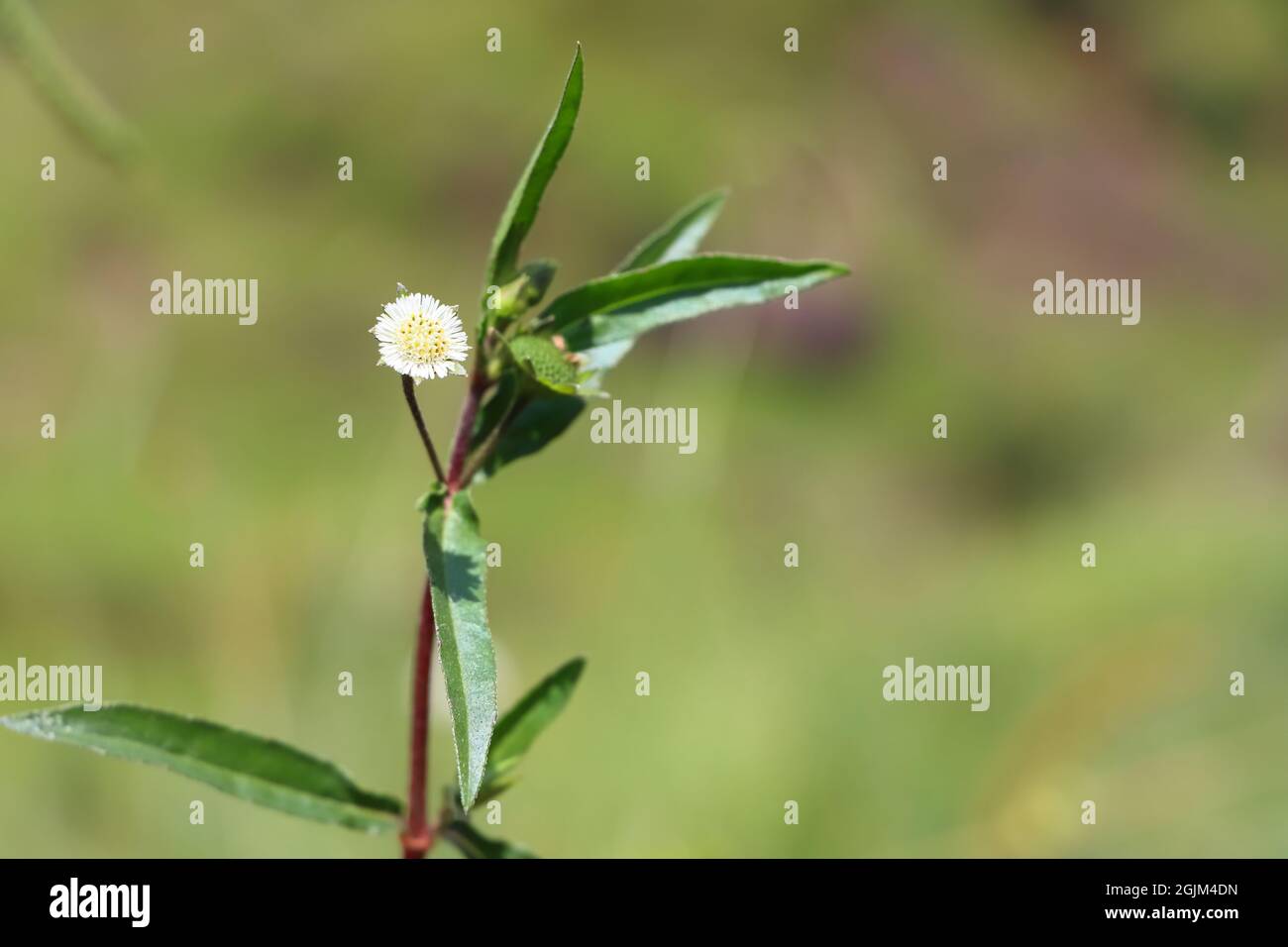 Selective focus shot of growing False daisy flower Stock Photo