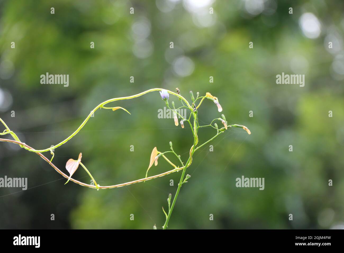 Closeup shot of blooming Thale cress plant Stock Photo