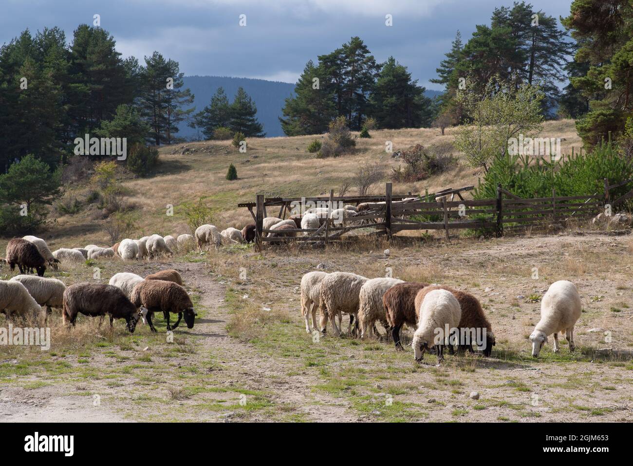 Sheeps in a meadow in the mountains Stock Photo