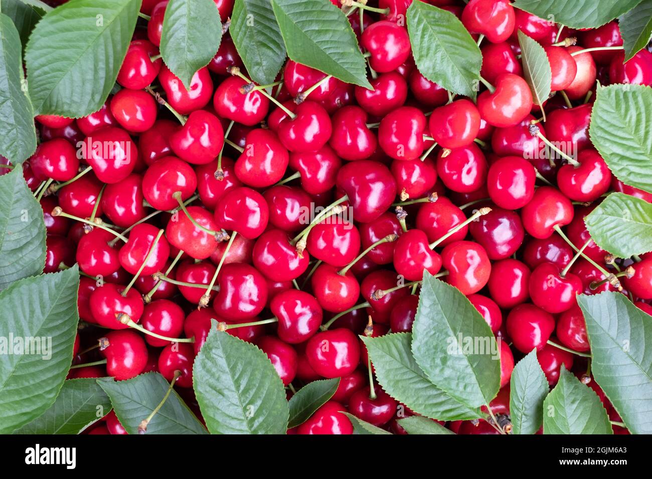 Cherry (merry) berry heap with leaves closep. Food photography Stock Photo