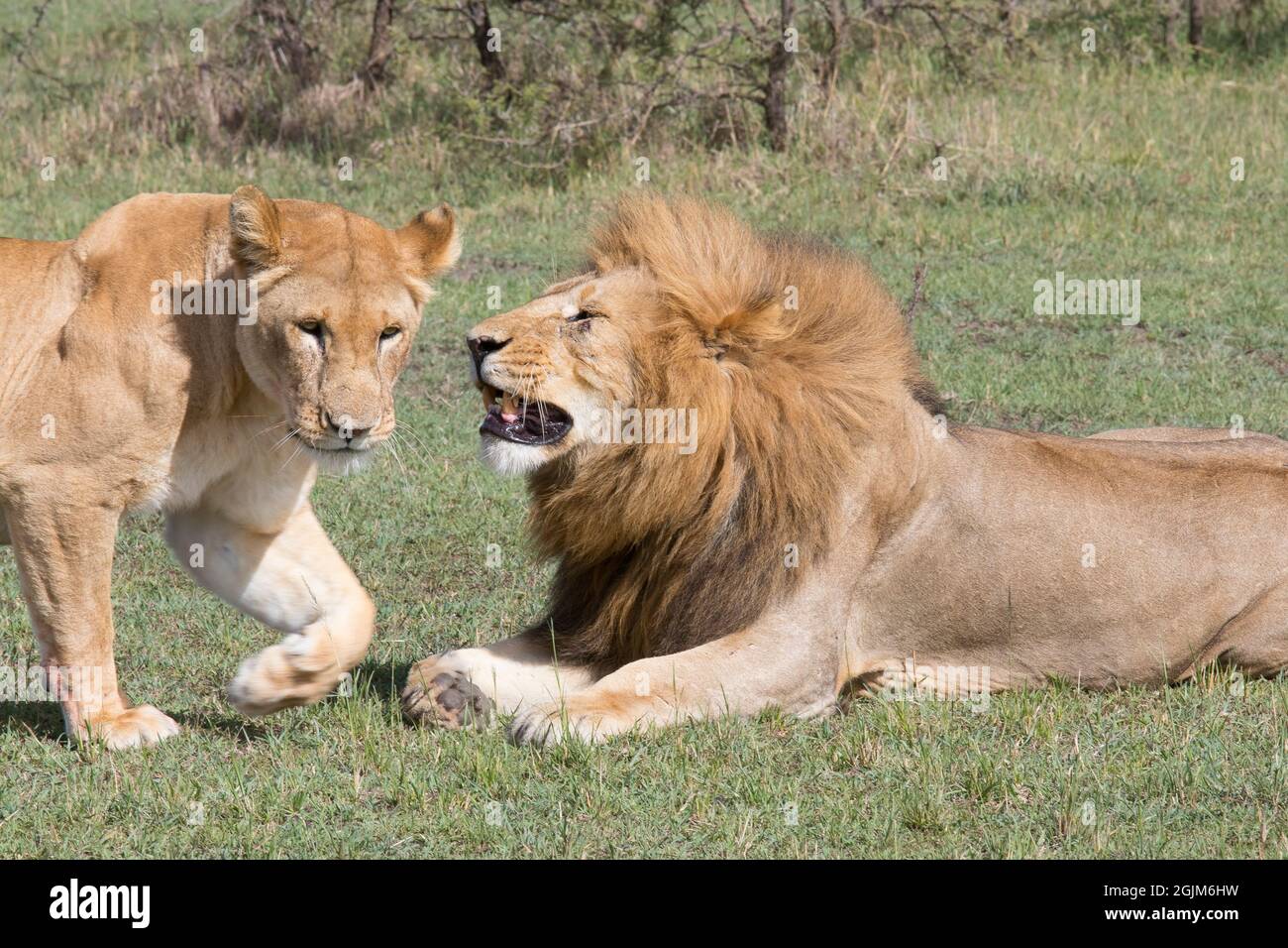 Lion and Lioness in the Savannah of Masai Mara Stock Photo - Alamy
