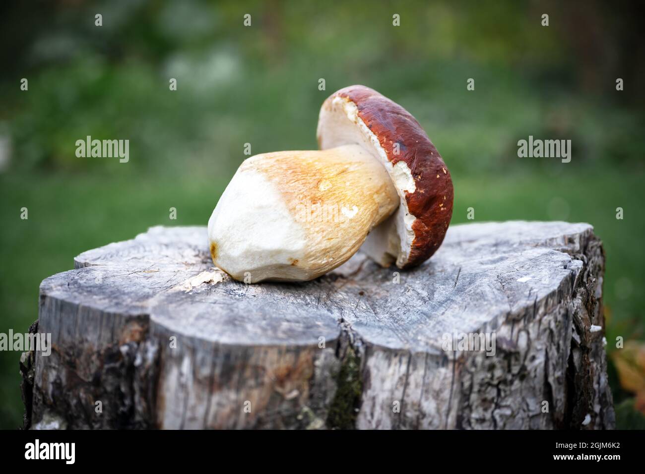 Big white mushroom porcini on wooden plate in autumn garden. Food photography Stock Photo