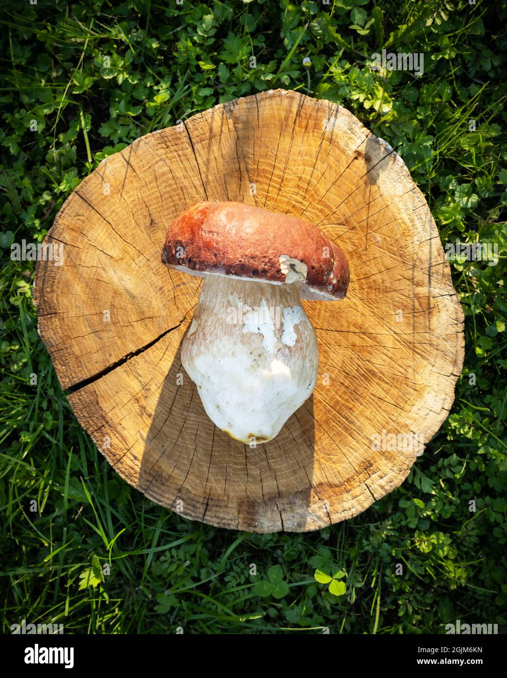 Big white mushroom porcini on wooden plate in autumn garden. Food photography Stock Photo