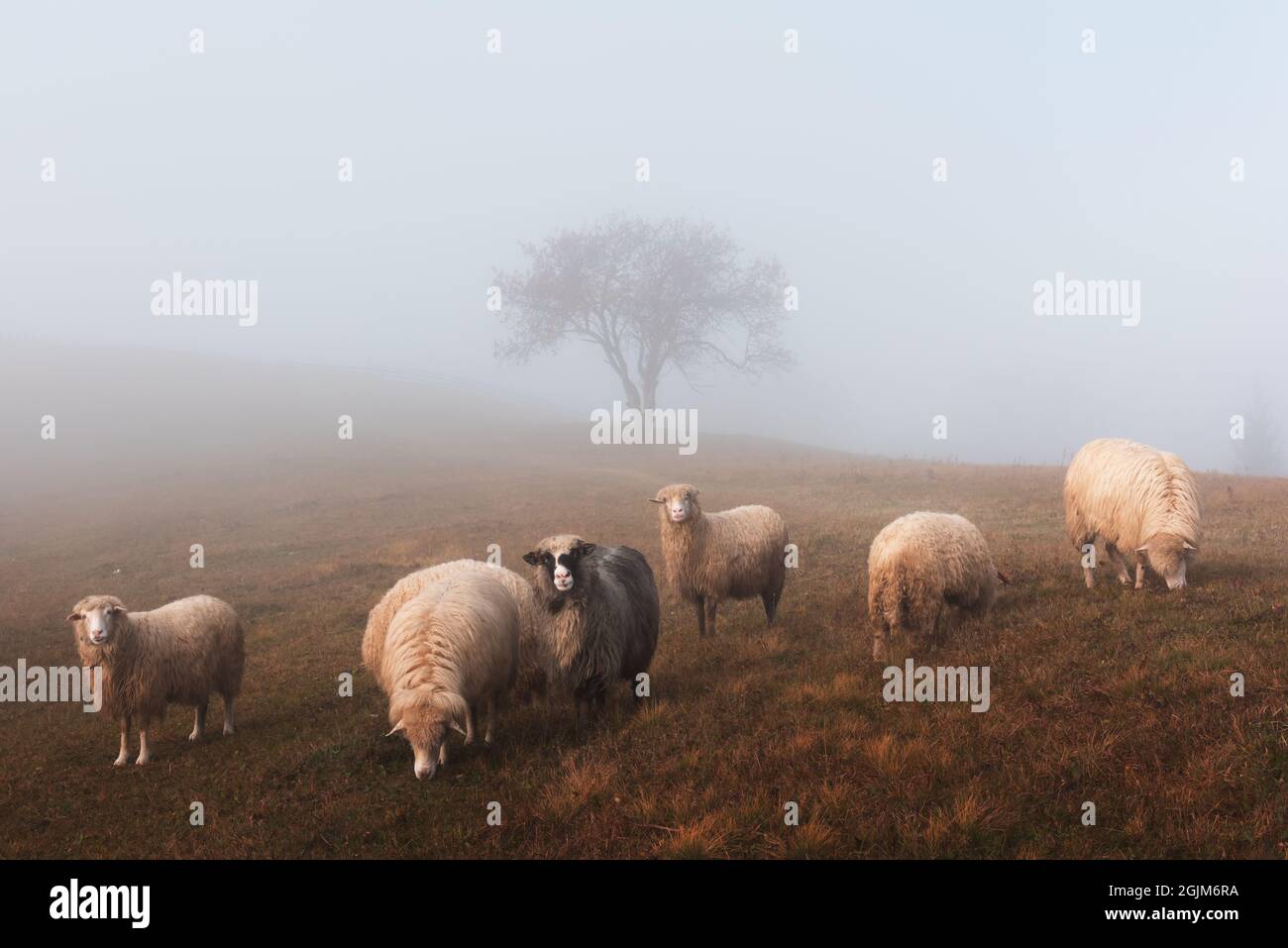 Herd of sheeps in foggy autumn mountains. Carpathians, Ukraine, Europe. Landscape photography Stock Photo