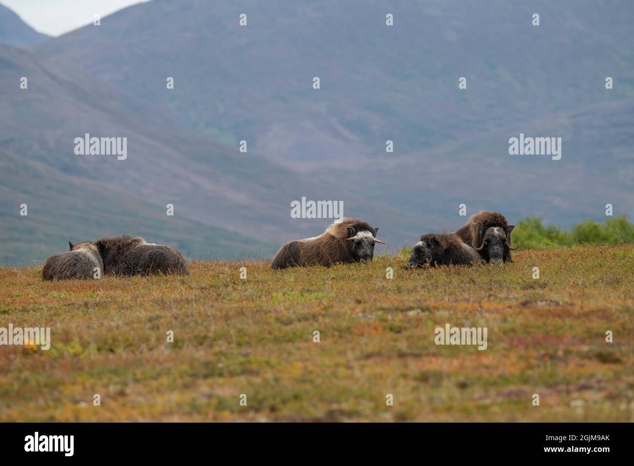 Wild muskox in Nome, Alaska Stock Photo