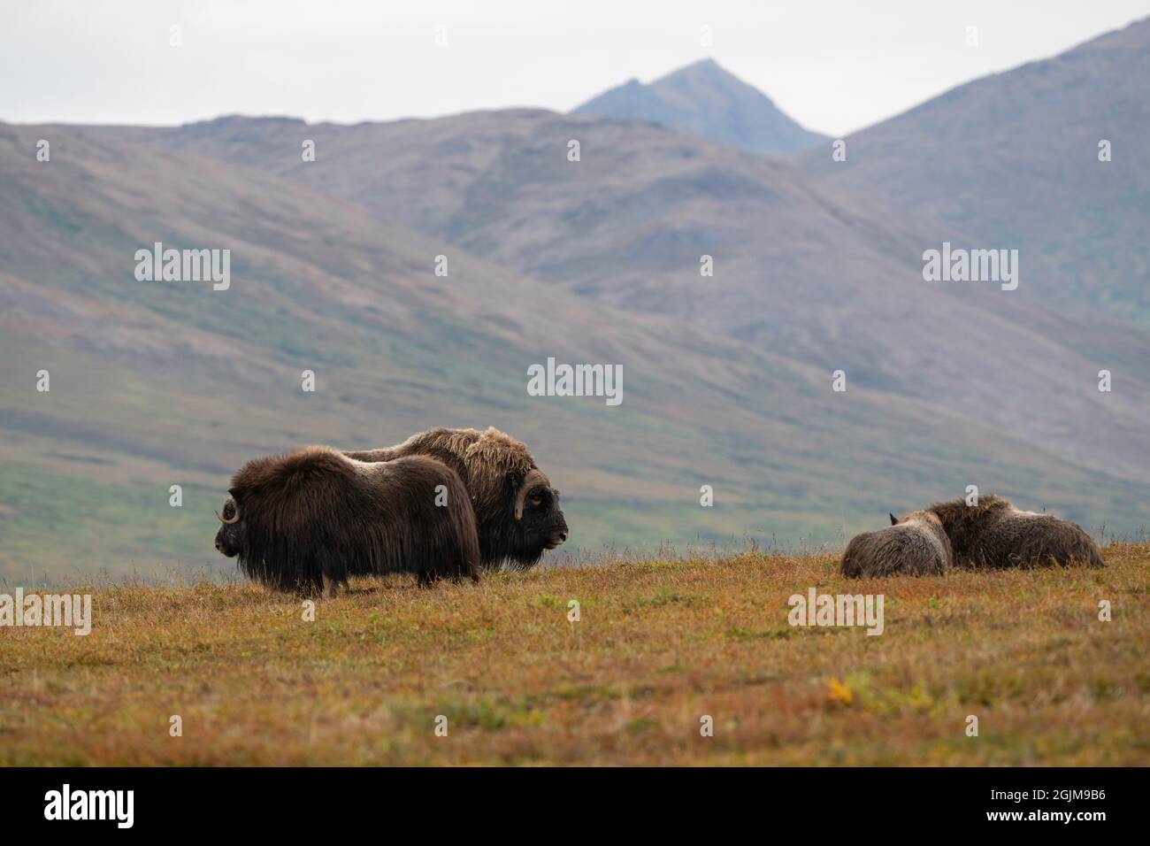 Wild muskox in Nome, Alaska Stock Photo