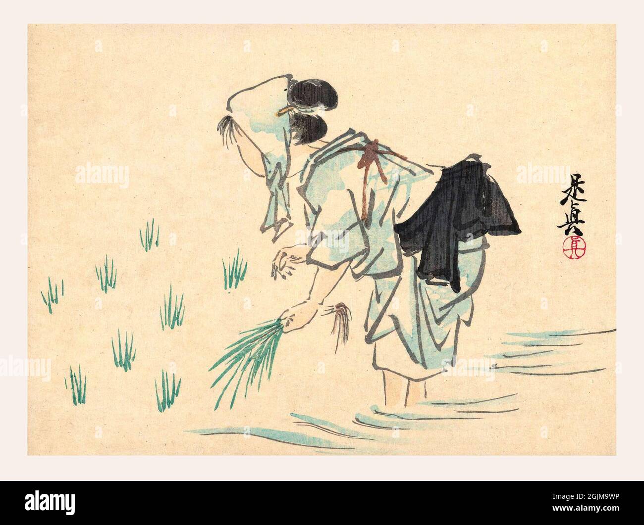 Japanese woman in a paddy field collecting rice. Digitally optimised ...