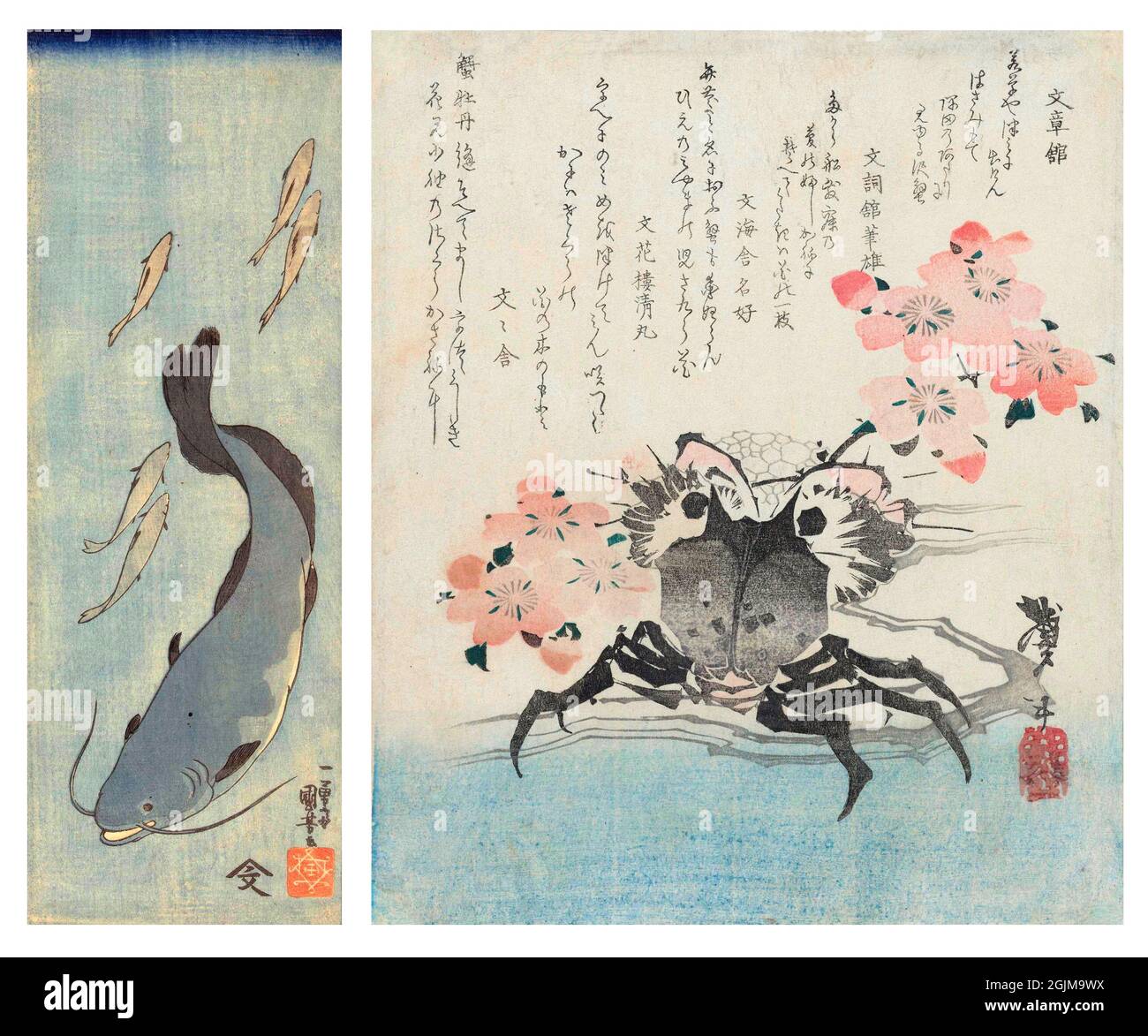 Selection of 2 Japanese painted woodcuts. Left: Catfish and five trout. Right: Crab amid cherry blossom. The crab is the emblem of the poet Bunbunsha Kanikomaru. Unique optimised and enhanced arrangement of two nineteenth century Japanese woodcut illustrations. Stock Photo