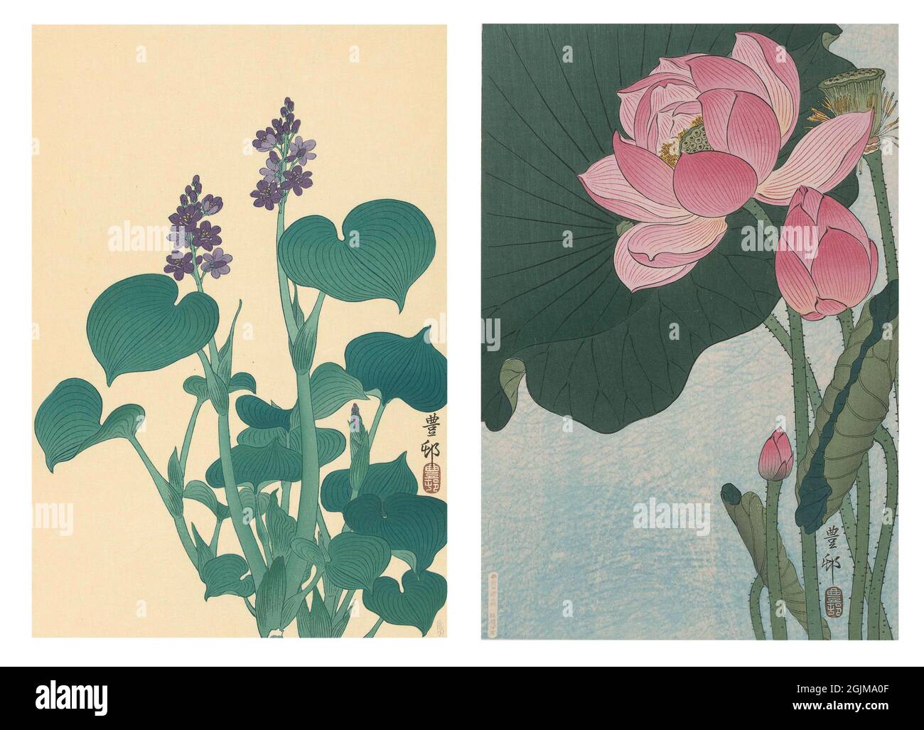 Unique optimised and enhanced arrangement of two early twentieth century (1920-30) Japanese woodcut illustrations.  From. left to right: 1. Flowering hostaF with small purple flowers and large green leaves 2. Blooming pink lotus flower against green foliage. Stock Photo