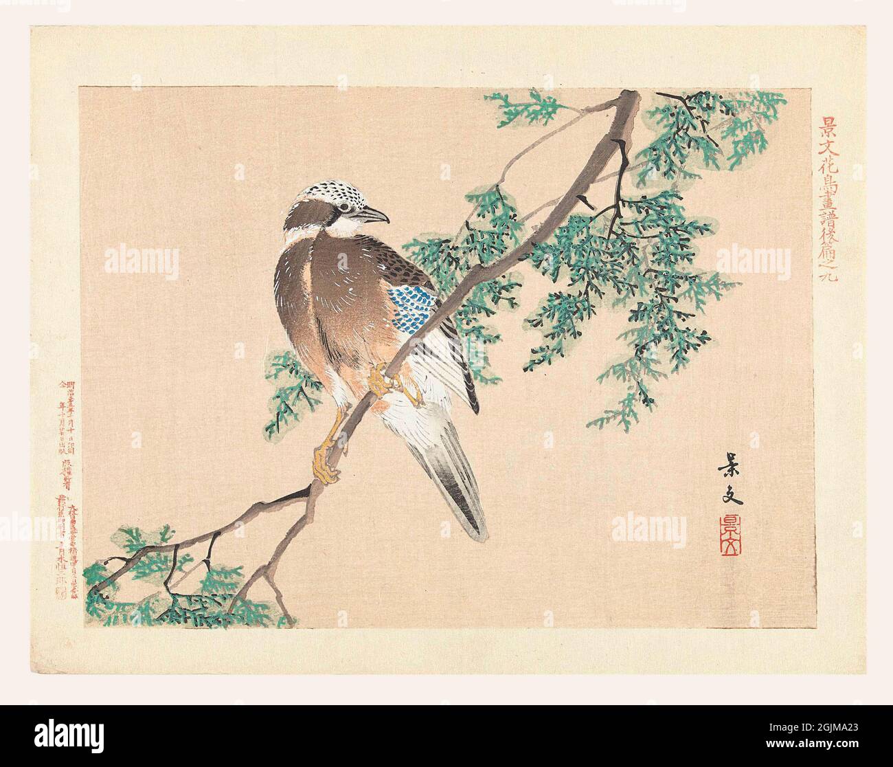 A Jay on a branch  Digitally optimised late nineteenth century Japanese woodcut illustration. Stock Photo