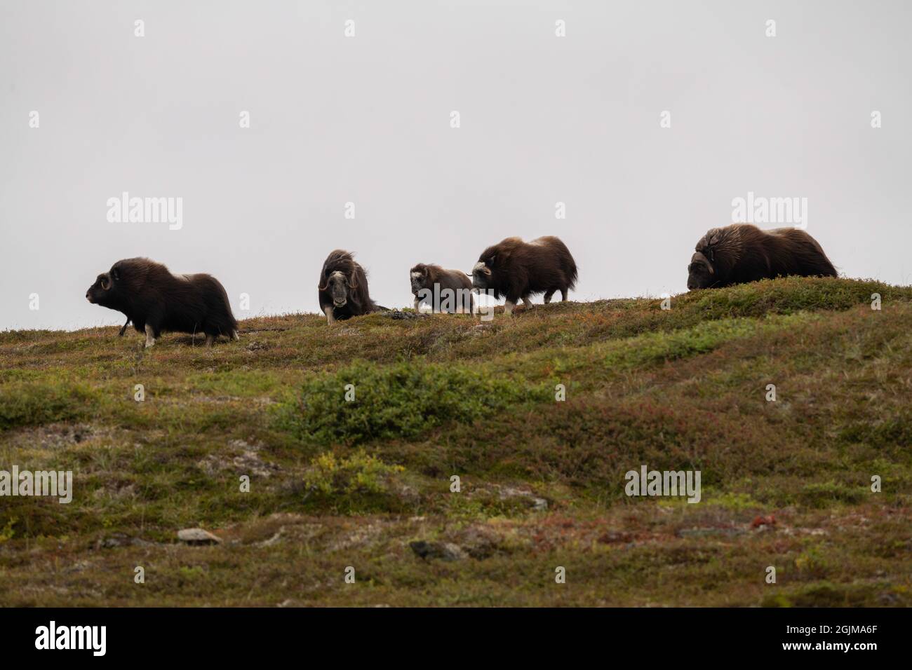Wild muskox in Nome, Alaska Stock Photo