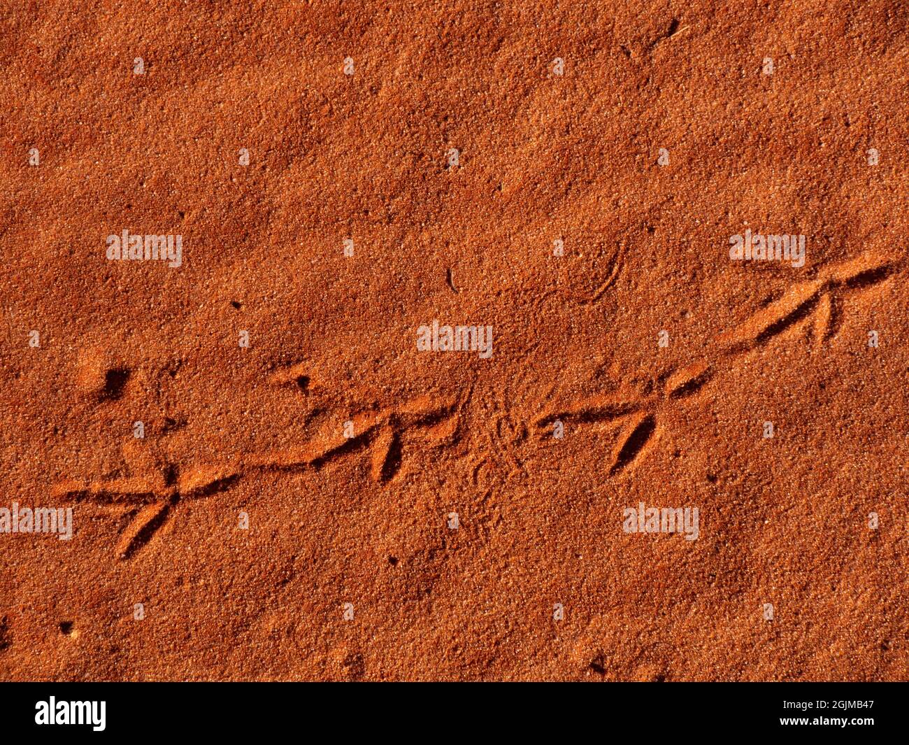 Bird tracks in red sand dune Simpson desert country in outback Central Australia Stock Photo