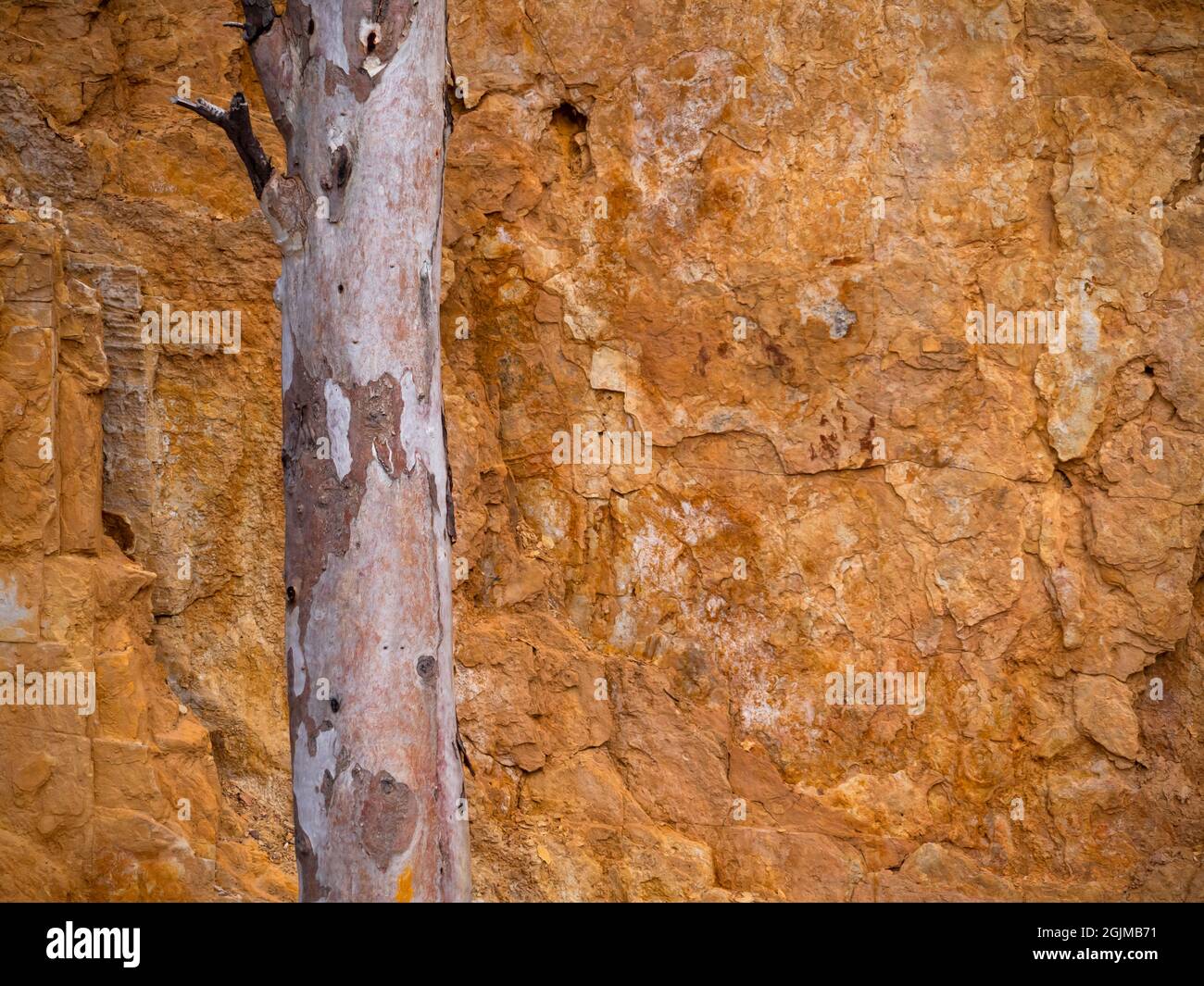 Eucalyptus gum tree trunk and red orange cliff background typical of arid, desert Central Australia, background. Stock Photo