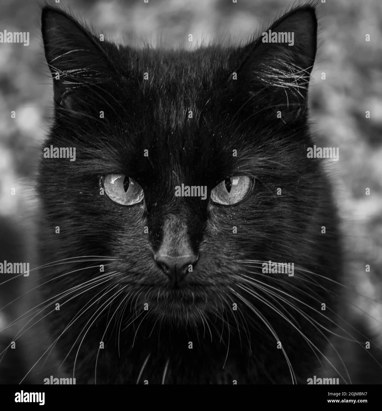 Grayscale of a black cat looking to the camera Stock Photo - Alamy