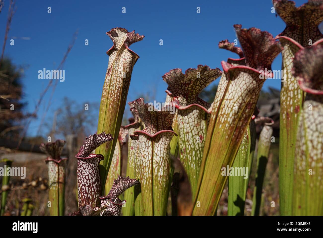 Alabama pitcher plant hi-res stock photography and images - Alamy