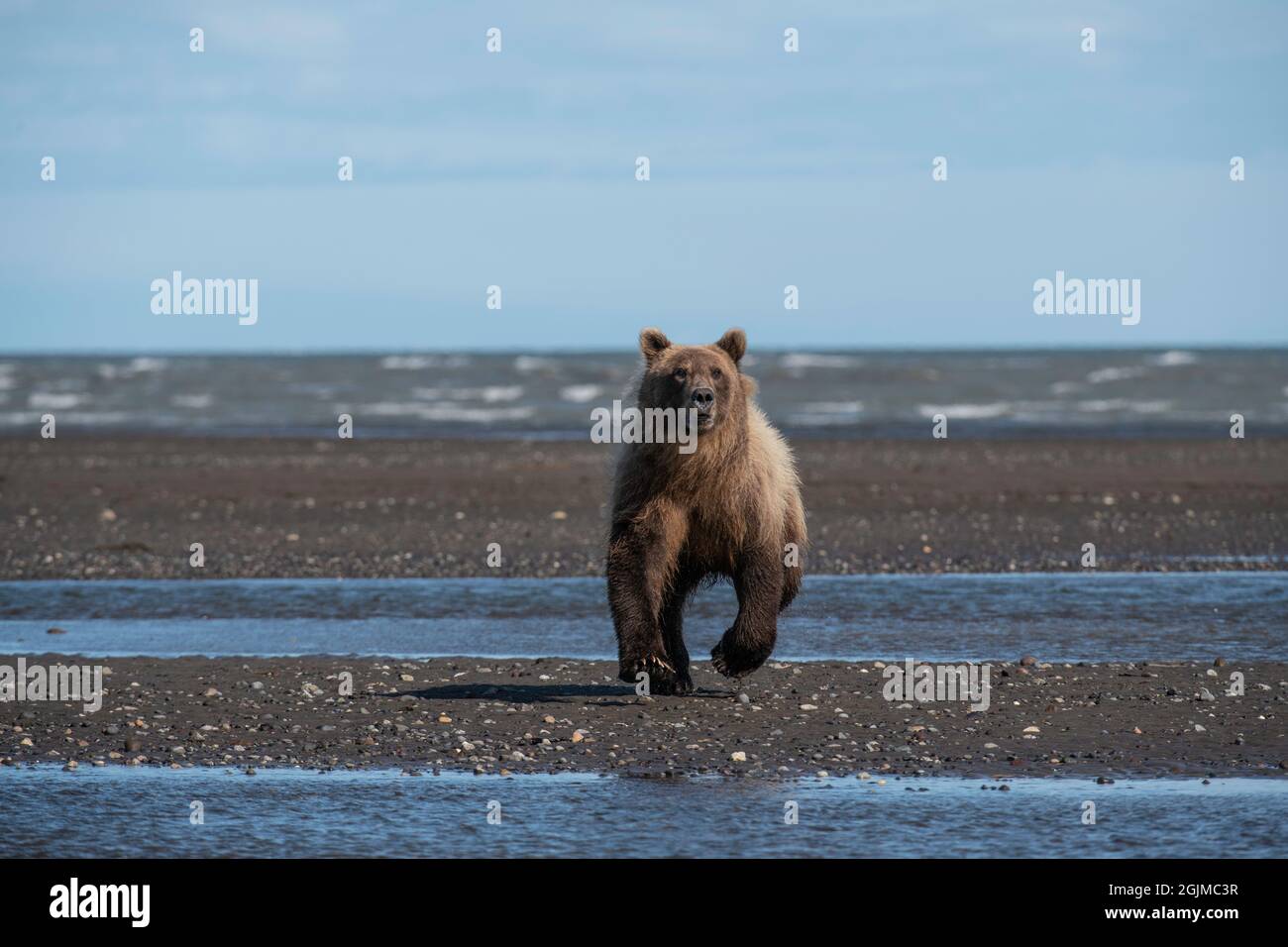 Alaskan Coastal Brown Bear Stock Photo - Alamy