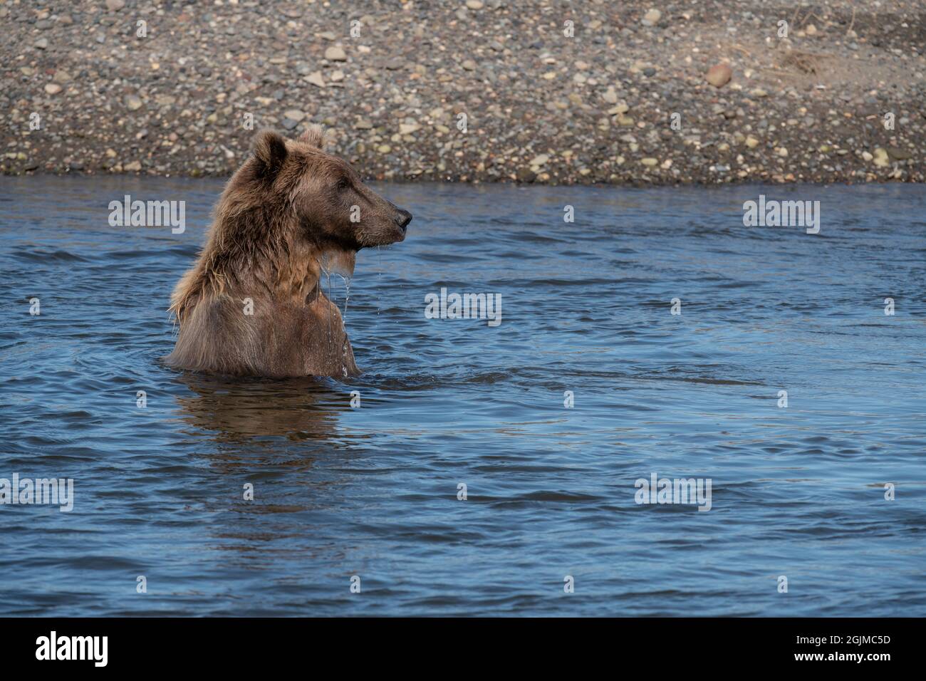 Alaskan Coastal Brown Bear Stock Photo - Alamy