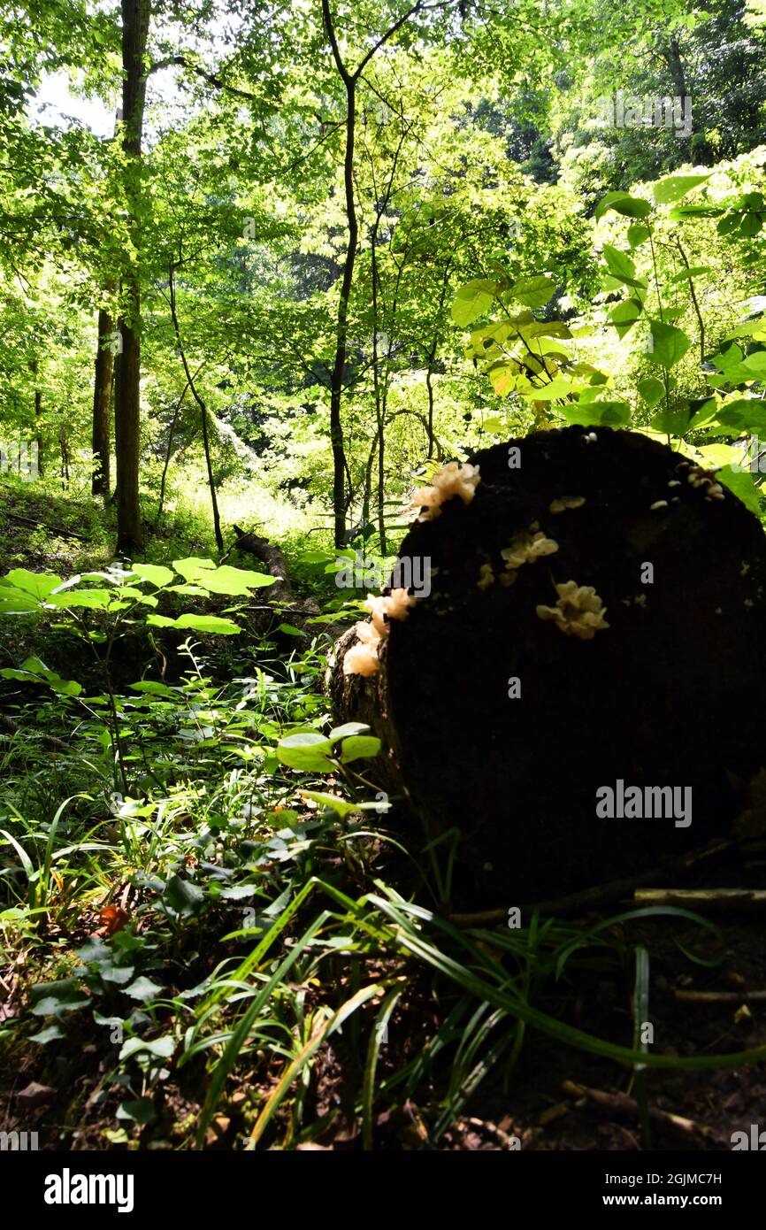 A fallen log with fungus lays in the midst of a green forest Stock Photo