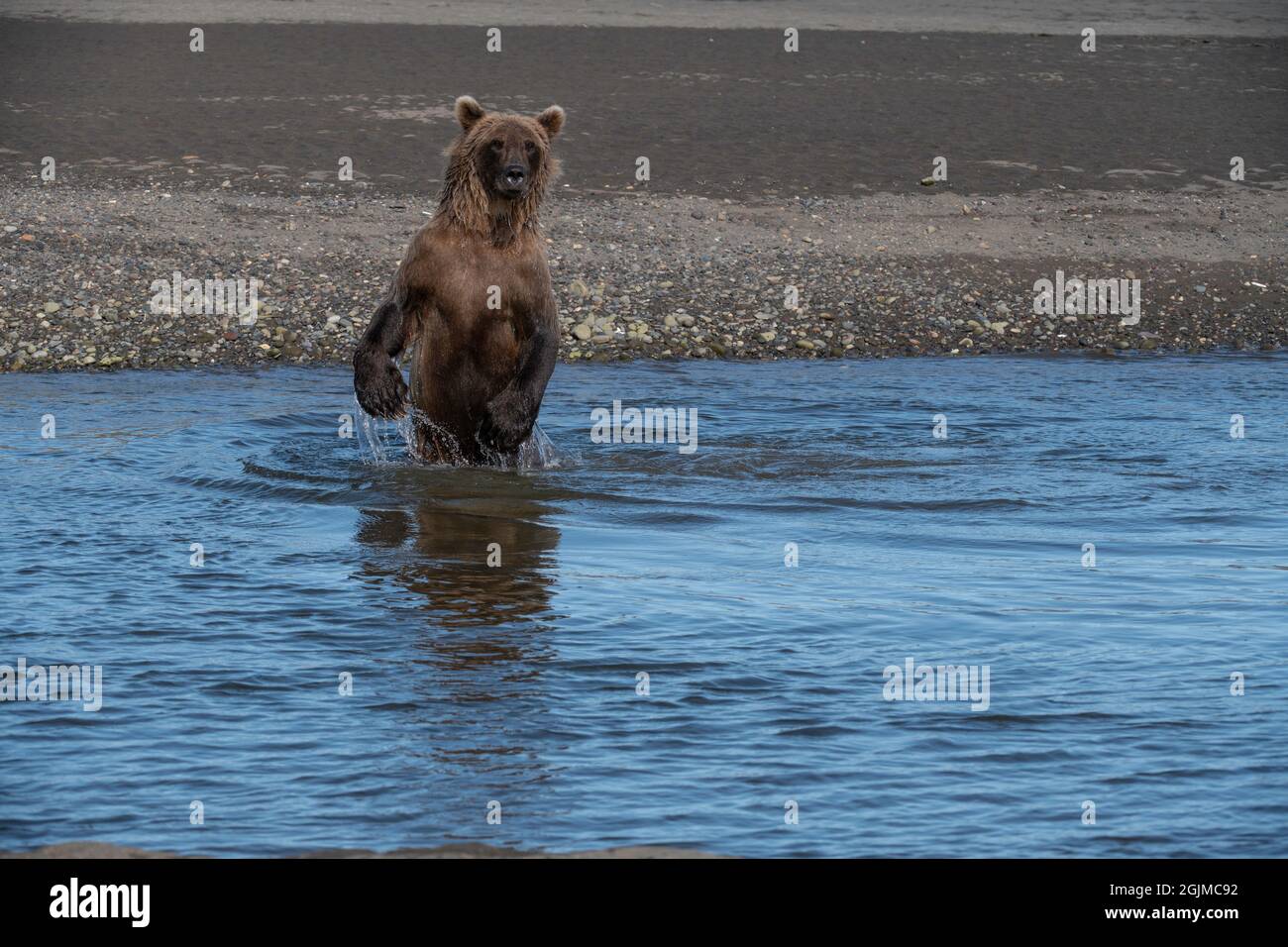 Alaskan Coastal Brown Bear Stock Photo