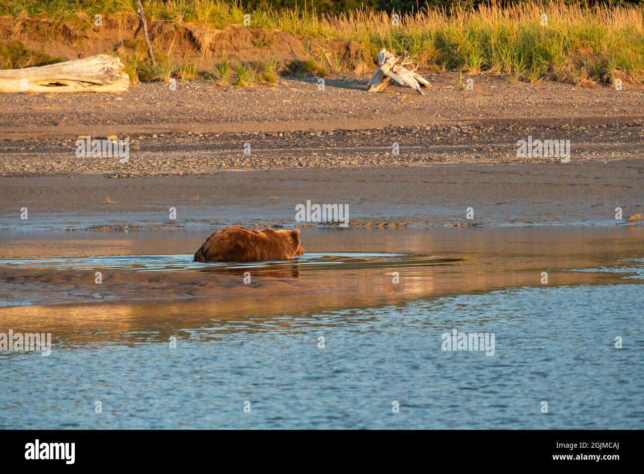 Alaskan Coastal Brown Bear Stock Photo