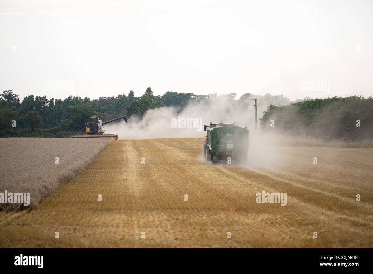 Cereal gathering combine harvester, machinery, cutting, collecting grain, causing much dry soil surface disturbance and erosion, top soil loss. Septem Stock Photo