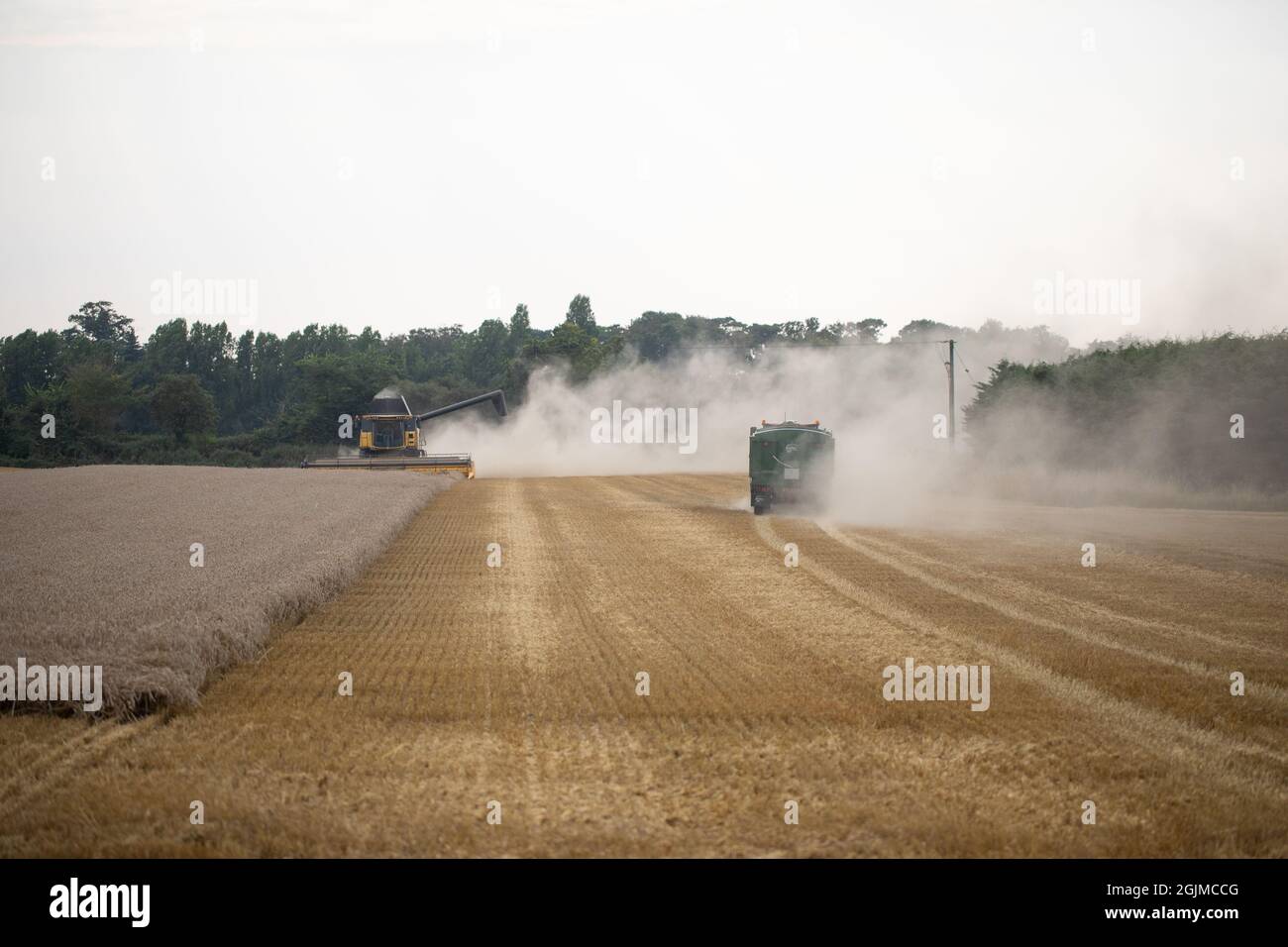 Cereal gathering combine harvester, machinery, cutting, collecting grain, causing much dry soil surface disturbance and erosion, top soil loss. Septem Stock Photo