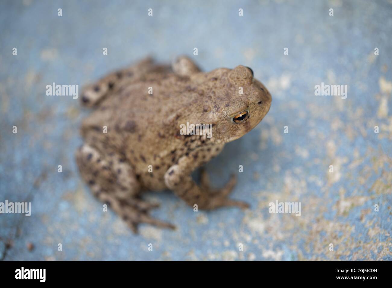 Common European Toad (Bufo bufo). On a house door step, early evening. Stock Photo