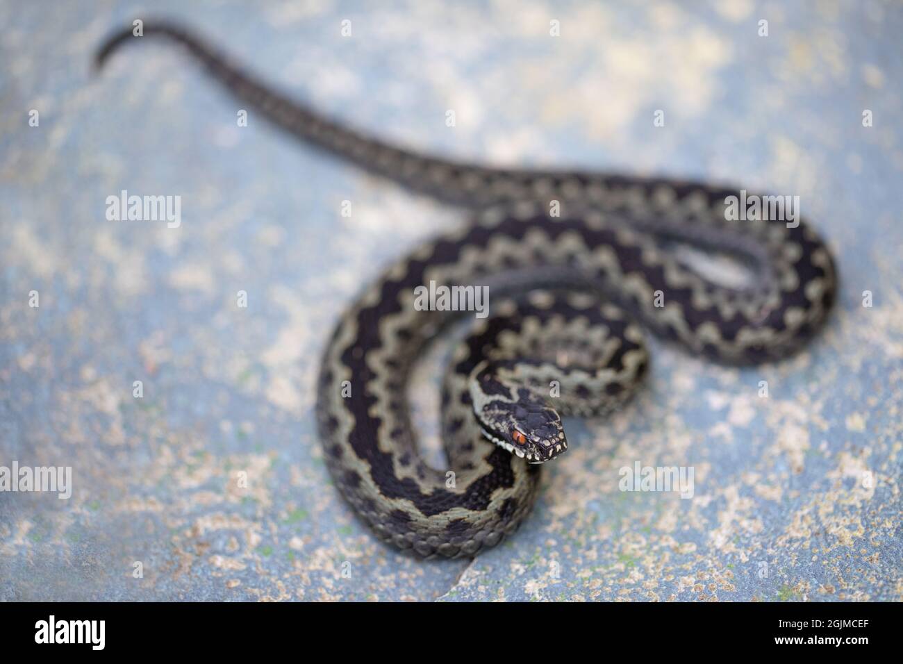 Adder or Northern Viper (Vipera berus). Snake species Identification features. Head, ‘V’ markings, full lenth body dorsal zigzag stripe, vertical oval Stock Photo