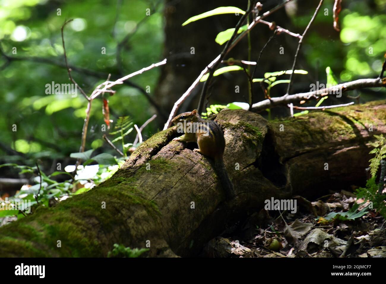 A small chipmunk (Tamias striatus) sits on a log in the forest Stock Photo