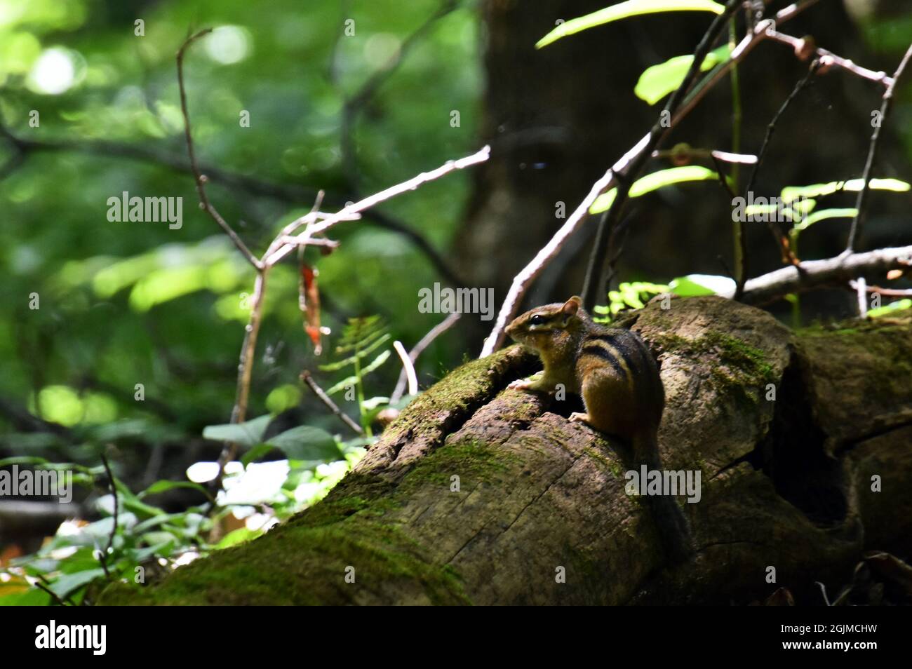 A small chipmunk (Tamias striatus) sits on a log in the forest Stock Photo