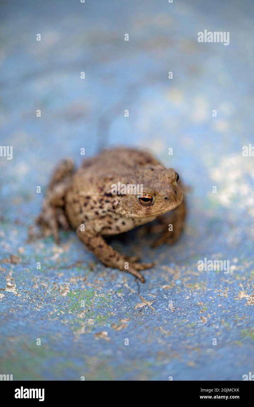Common Toad (Bufo bufo). Many amphibians have remarkable eyes and vision capable of nearly 360 degrees viewing, essential for detecting any movement o Stock Photo