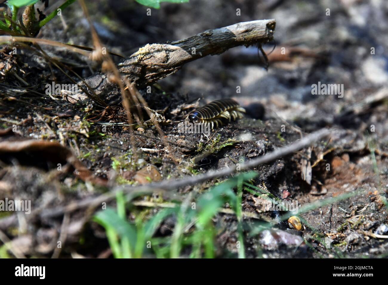A Yellow-legged Pleuroloma millipede (Pleuoloma flavipes) travels on the forest floor Stock Photo
