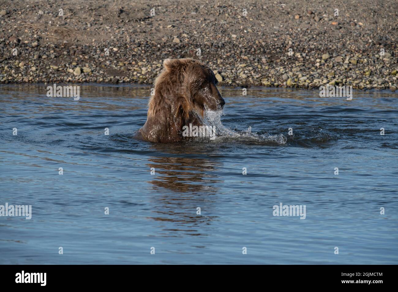 Alaskan Coastal Brown Bear Stock Photo - Alamy