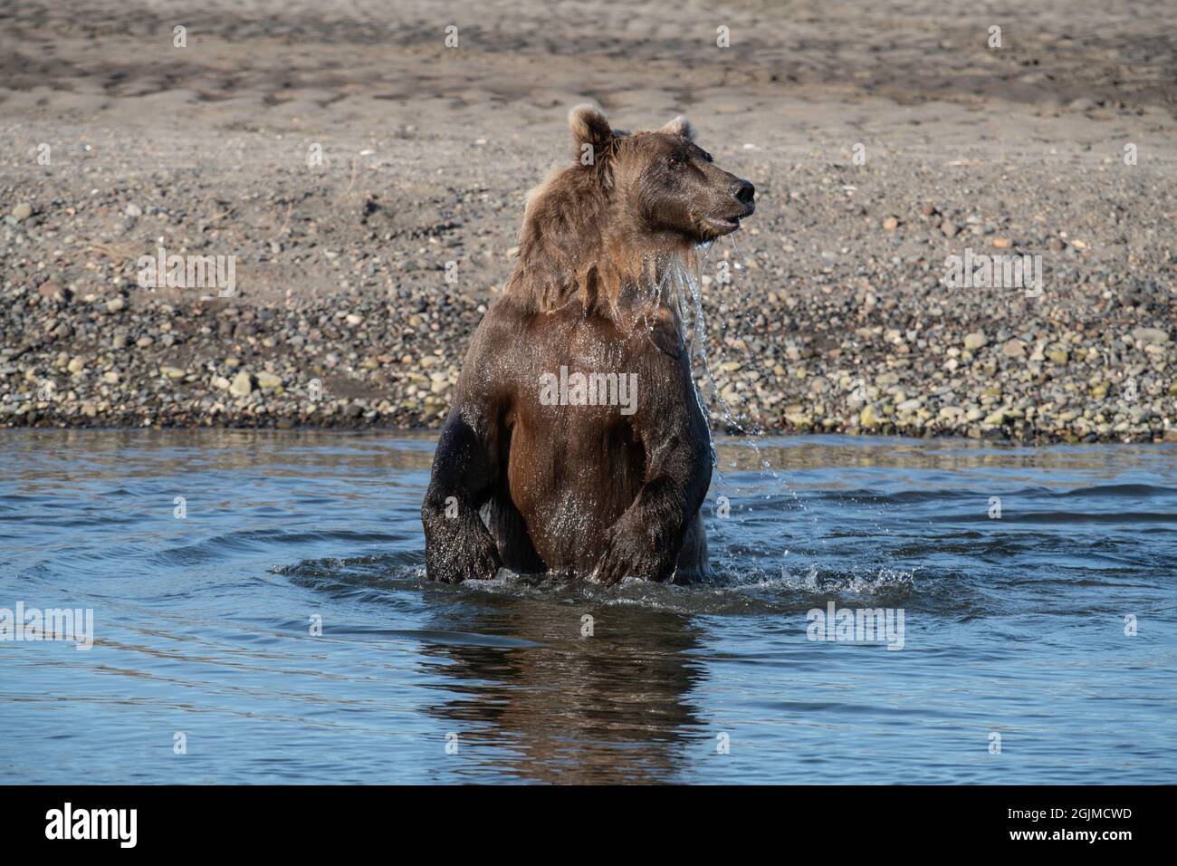 Alaskan Coastal Brown Bear Stock Photo