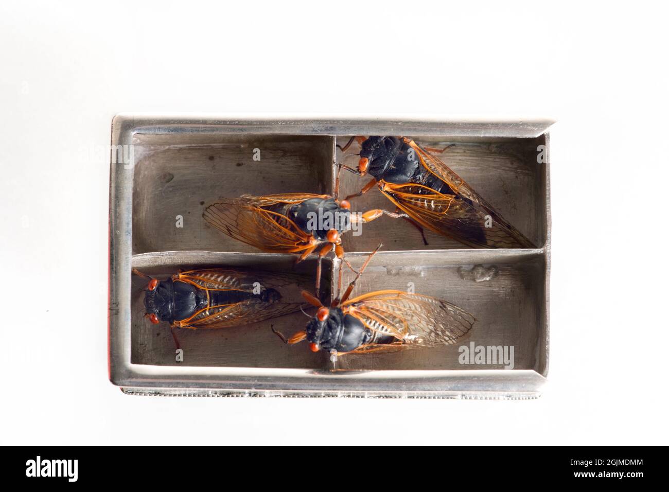 Funny studio photograph of Brood X cicadas in the four compartments of a small silver keepsake box. Stock Photo
