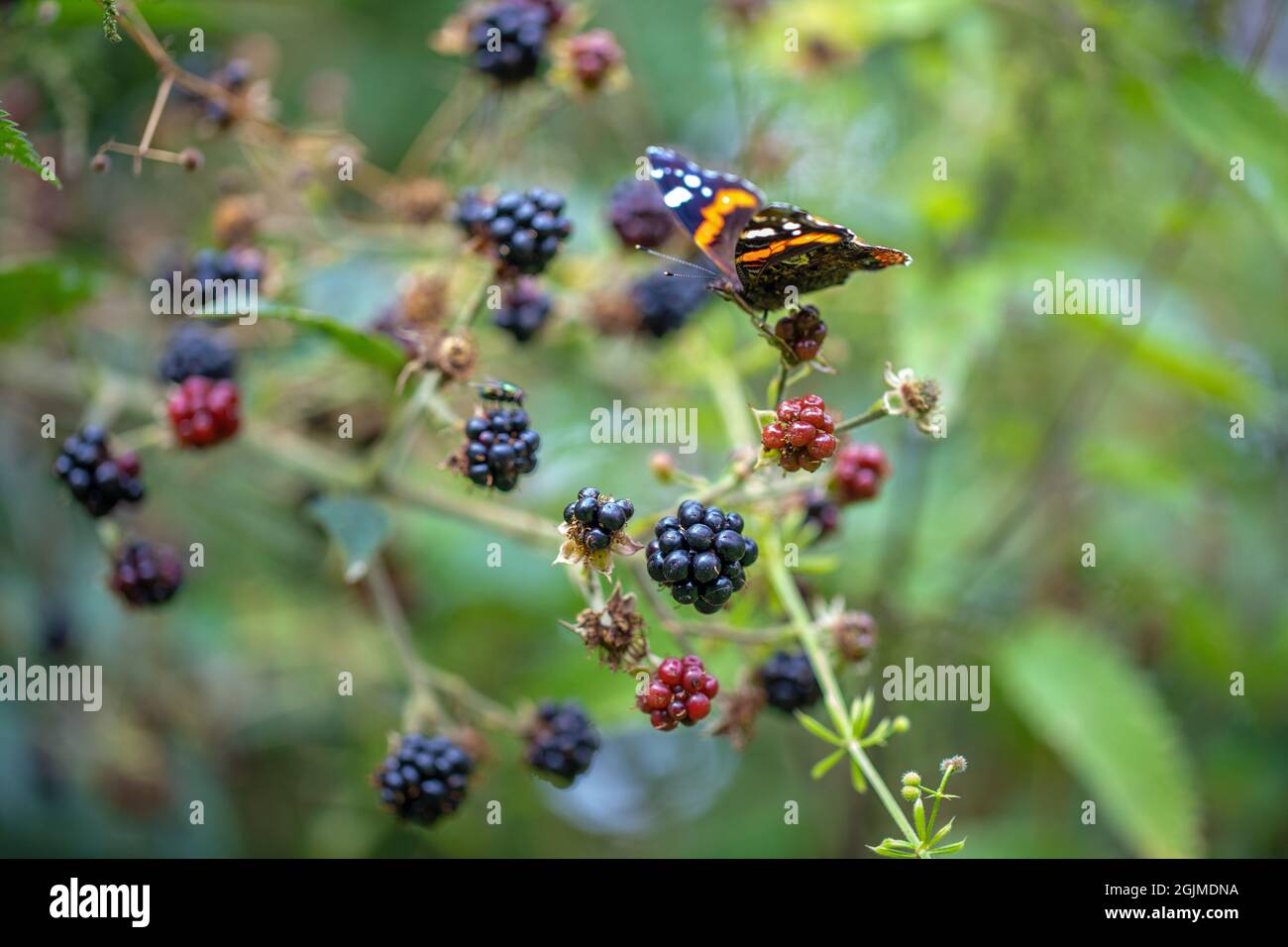 Red Admiral Butterfly (Vanessa atalanta),  attracted to and alighted on to Blackberry or Bramble (Rubus fruticosus), fruits in differing stages of rip Stock Photo