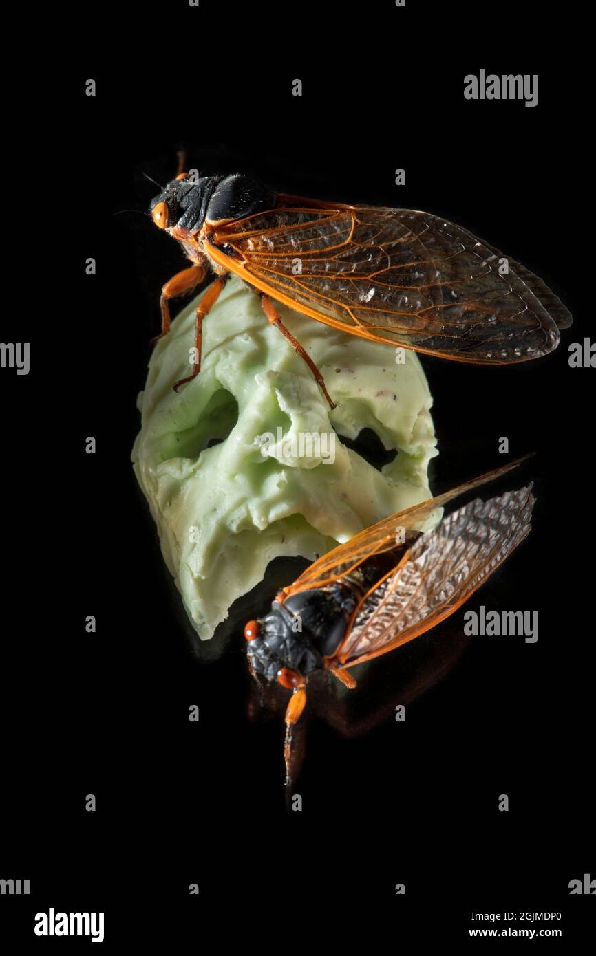 Spooky weird still life of Brood X cicadas on a small green skull sculpture. Stock Photo