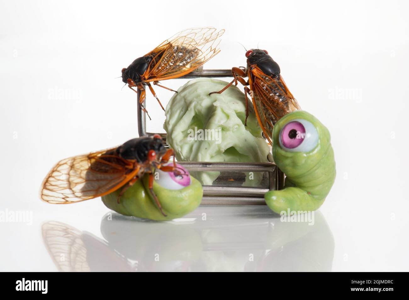 Weird still life studio macro of several Brood X cicadas and green eyeball worm sculptures. Stock Photo