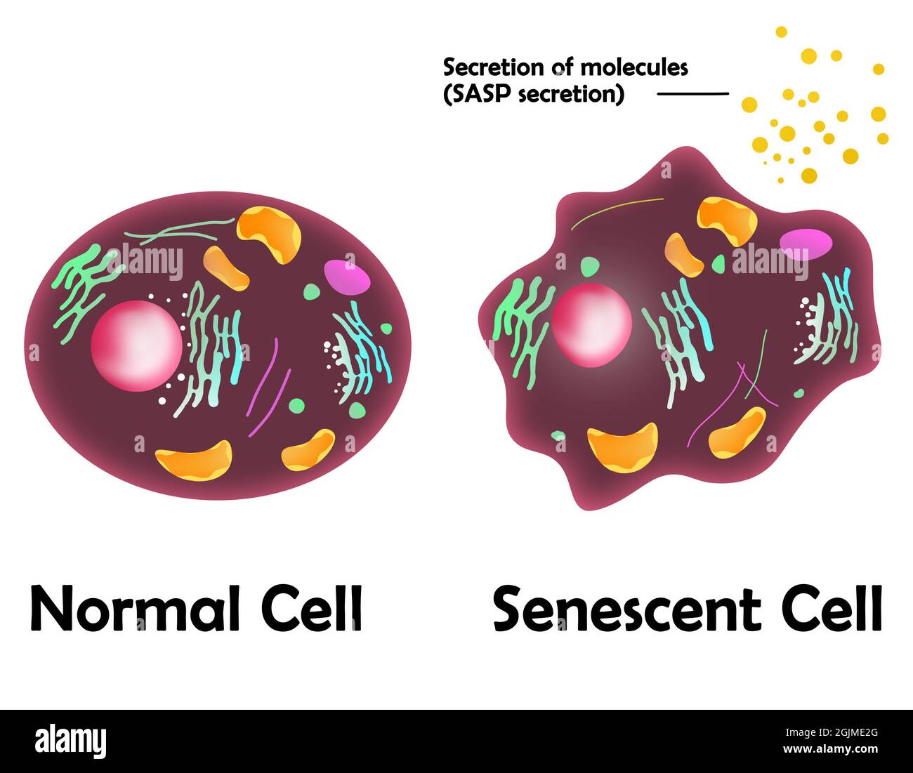 Senescent cell and normal cell. Secreation of molecules Stock Photo