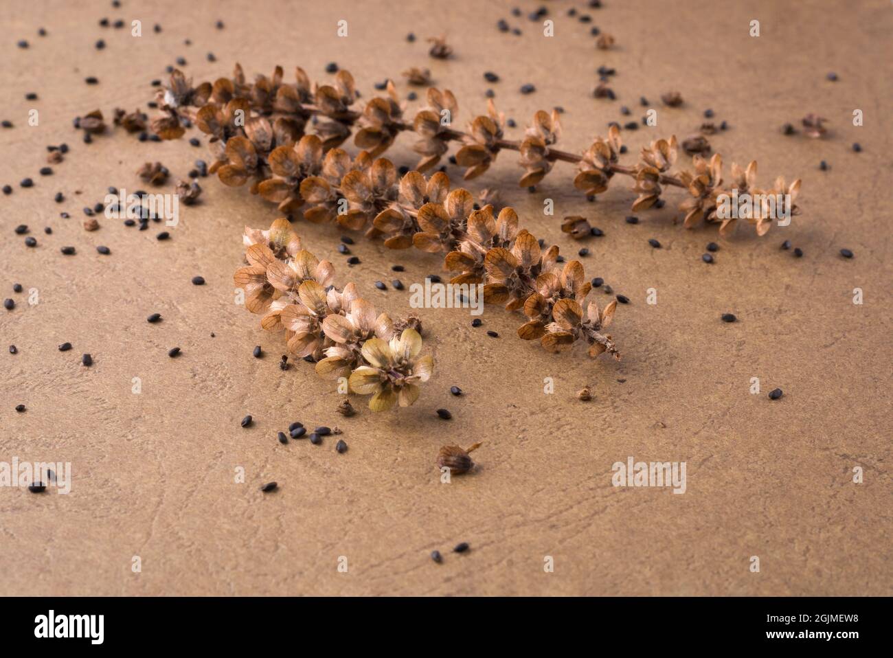 collecting basil seeds from crushing dried flower heads, harvesting healthy culinary herbal