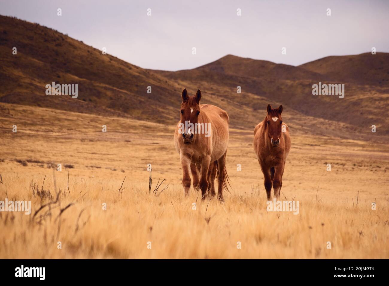 Free roaming horses walking across a dry, cold grassland in Valle de Uco, Mendoza, Argentina. Stock Photo