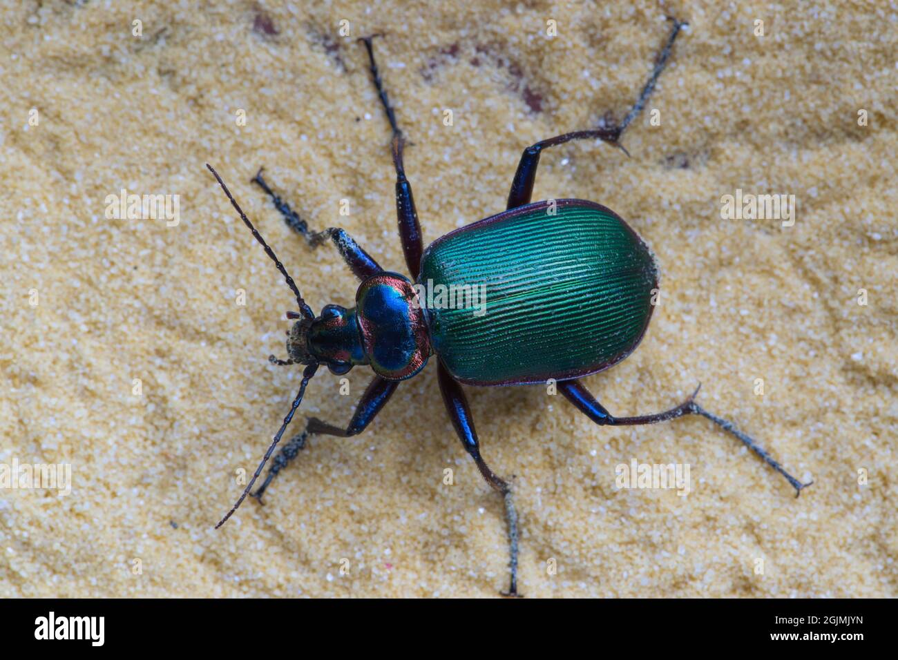 Forest Caterpillar Hunter ground beetle (Calosoma sycophanta) in a patch of fine sand. Species is native to Europe. Stock Photo