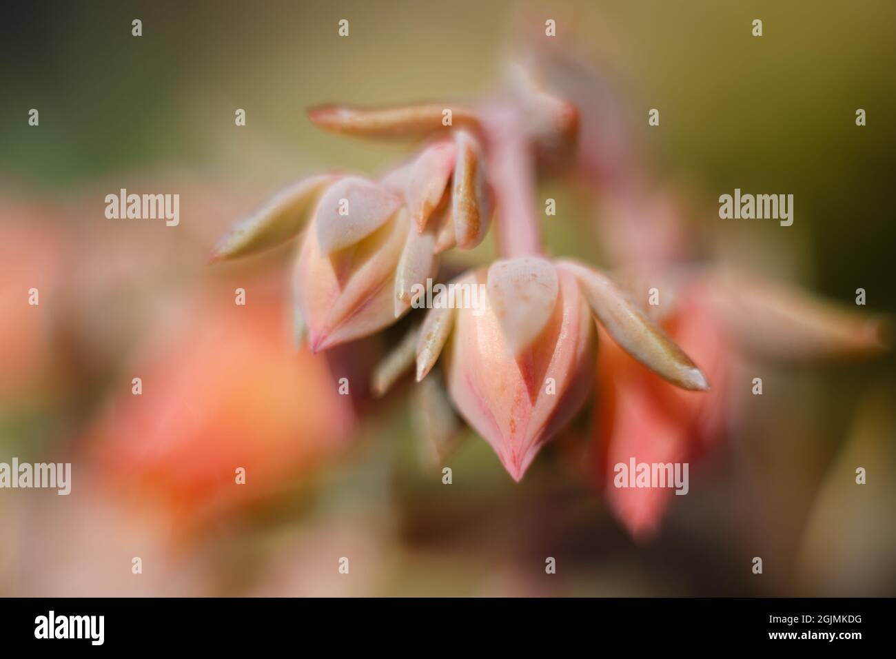 Selective focus shot of Acianthera ochreata Stock Photo