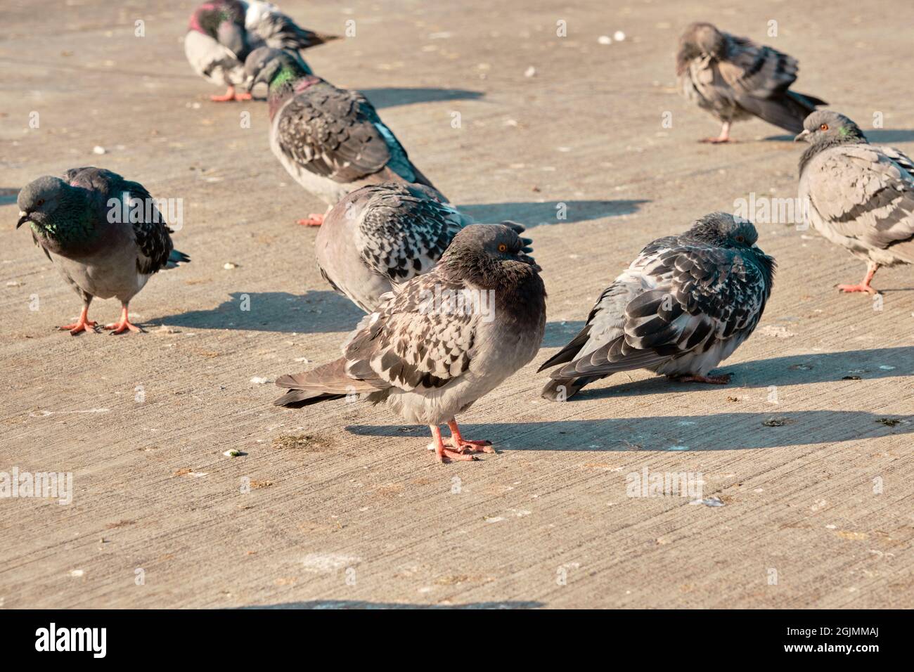 Groups of doves and pigeons on concrete ground. Flying and landing in kadikoy shore Stock Photo