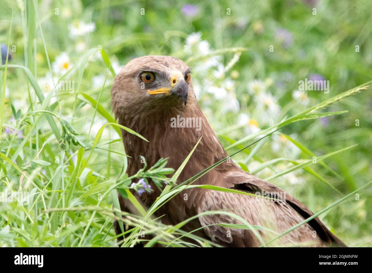 Lesser spotted eagle (Clanga pomarina) sitting between flowers Stock Photo