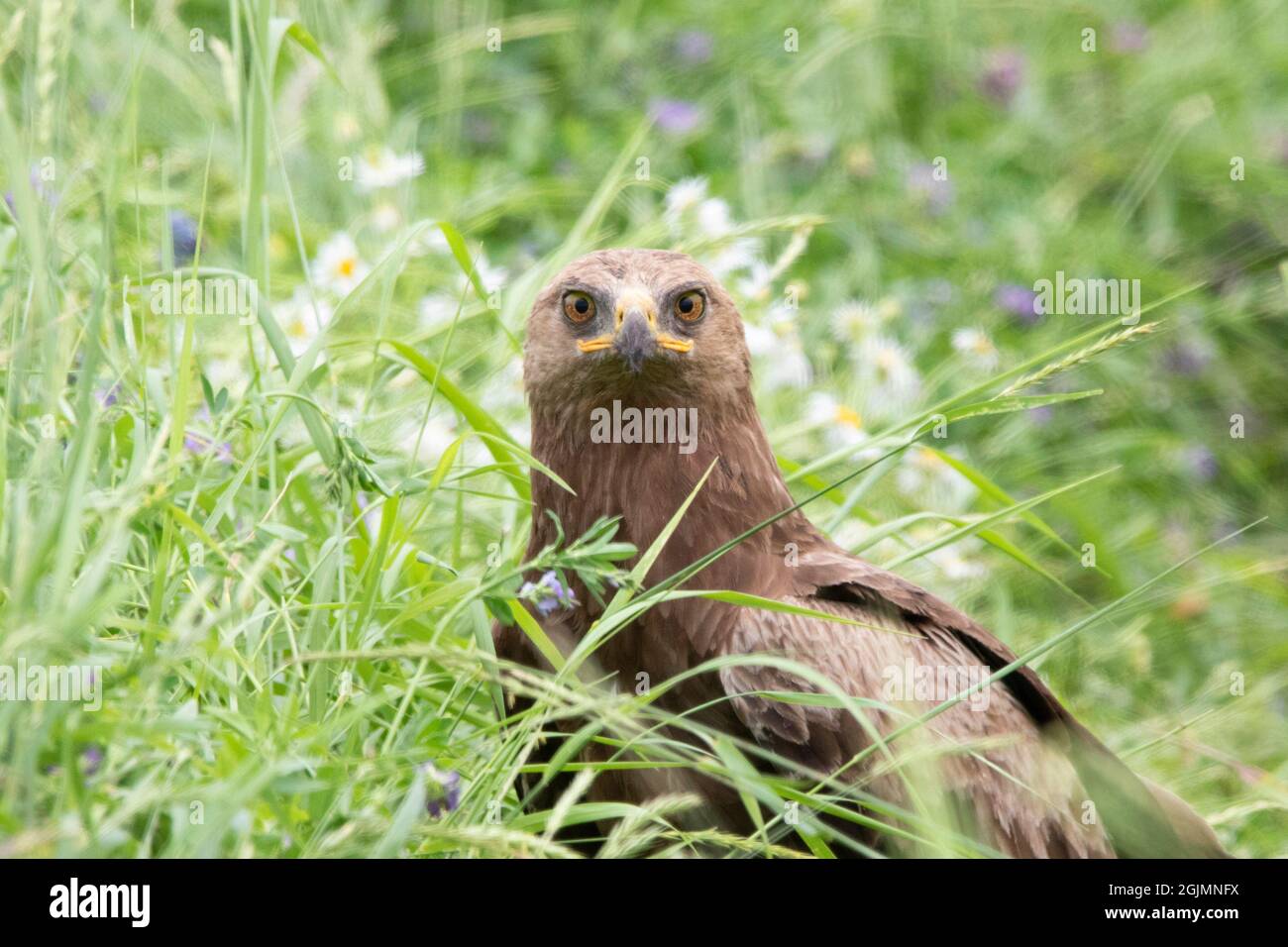 Lesser spotted eagle (Clanga pomarina) sitting between flowers Stock Photo