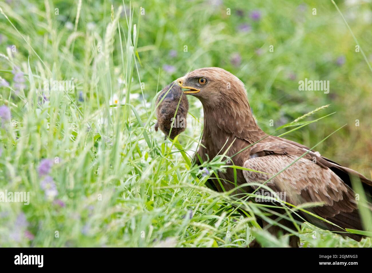 Lesser spotted eagle with mouse prey Stock Photo Alamy