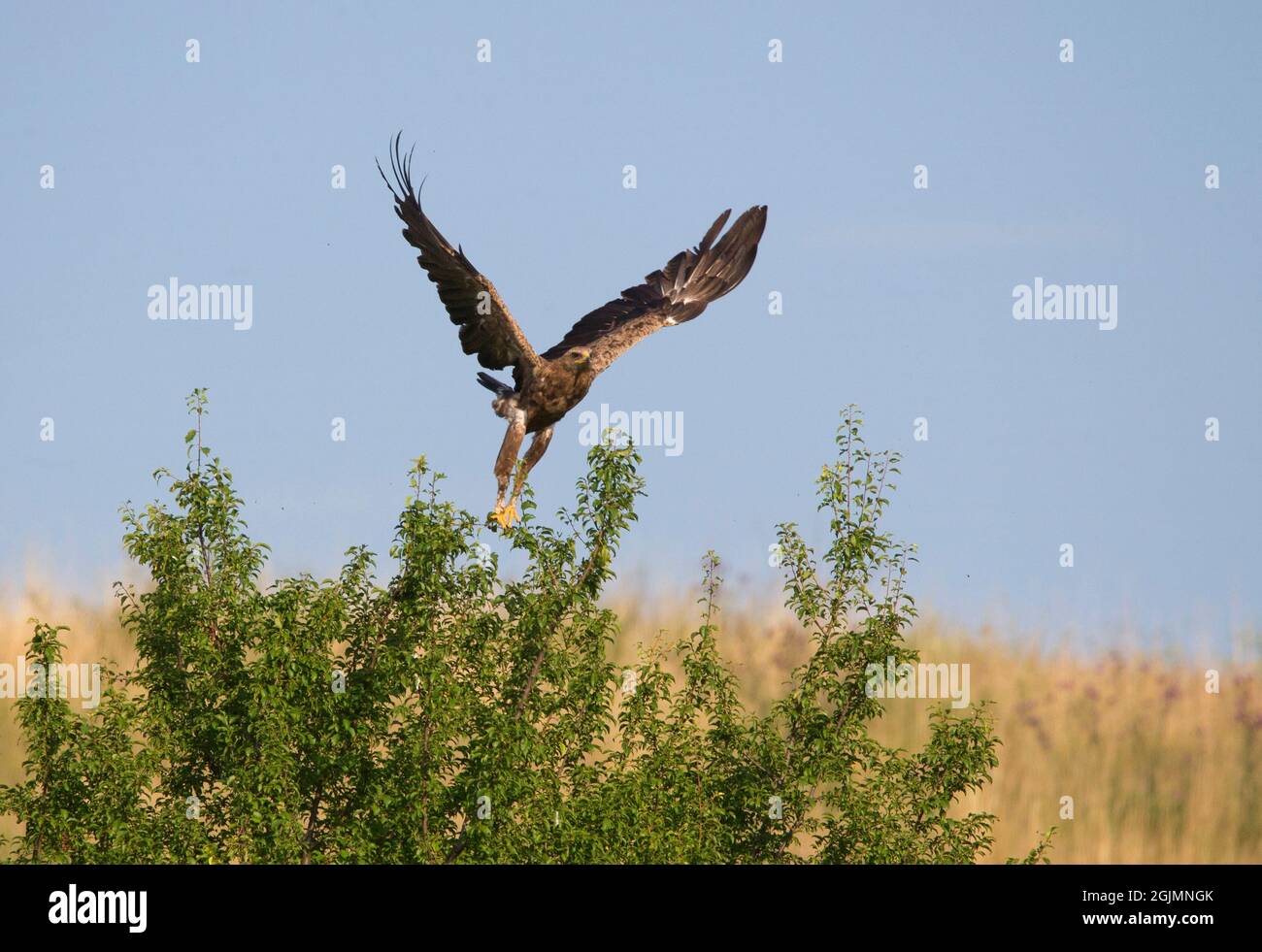Flying Lesser spotted eagle (Clanga pomarina) Stock Photo