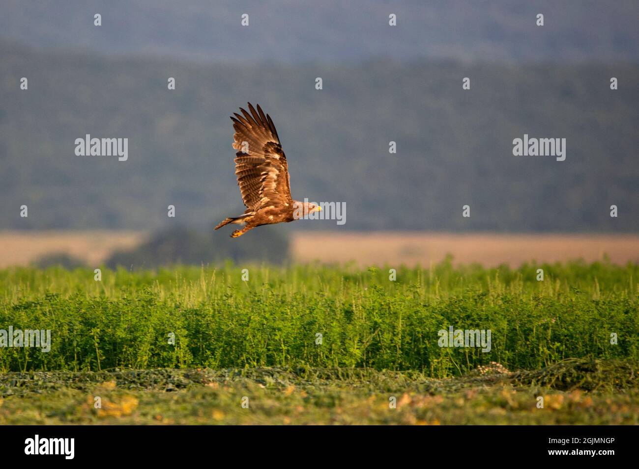 Flying Lesser spotted eagle (Clanga pomarina) Stock Photo
