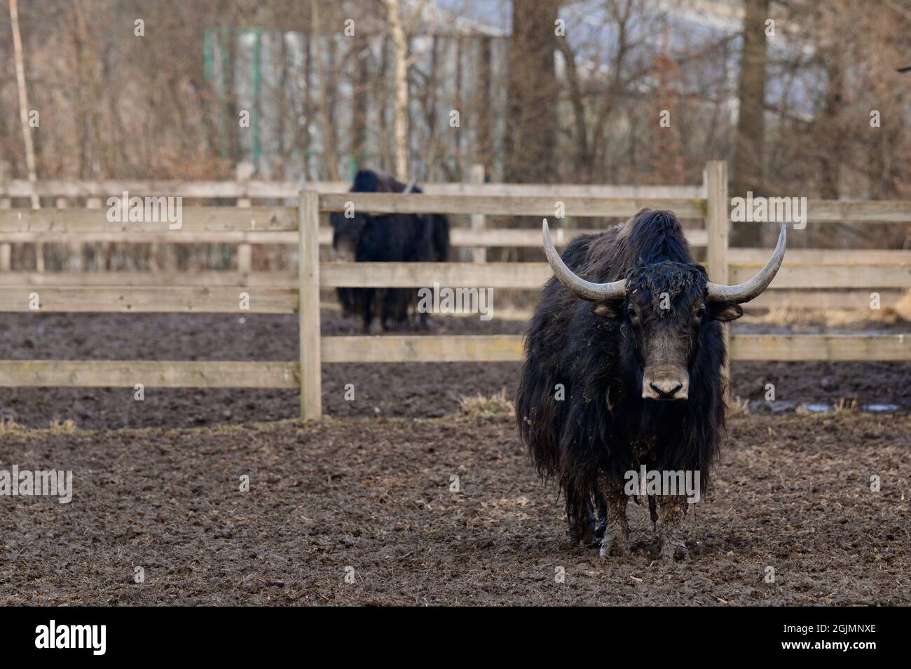 Tibetan yak in a zoo, herbivorous and large animal with horns. new Stock Photo